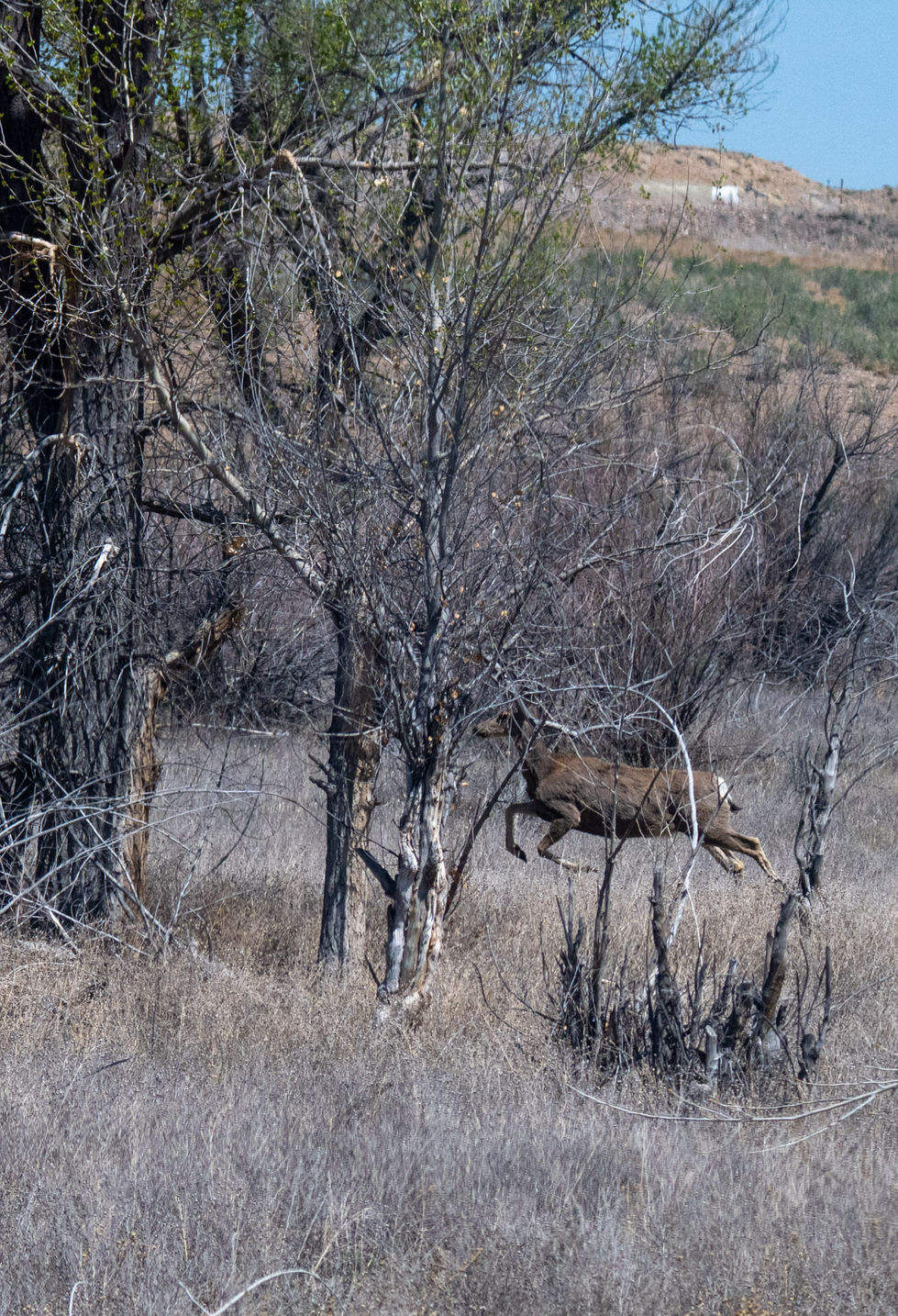 Mule deer on the run Utah