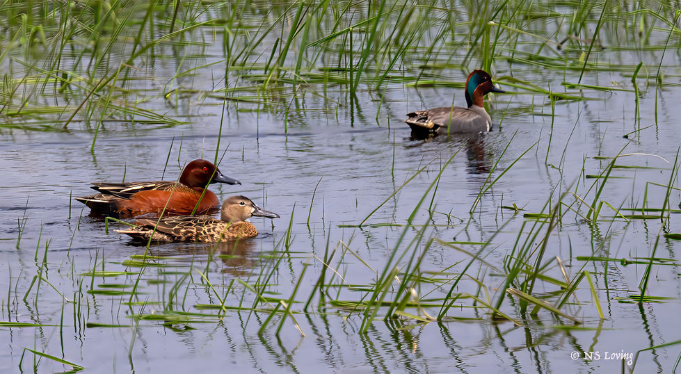 Cinnamon teal and Green-wing teal Malheurn WR