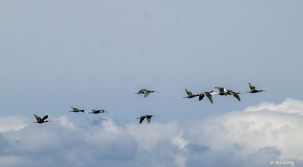 White-faced ibis in the air sgn