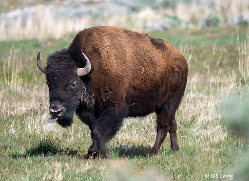 Bison at Antelope Island DSC_4483-1.jpg