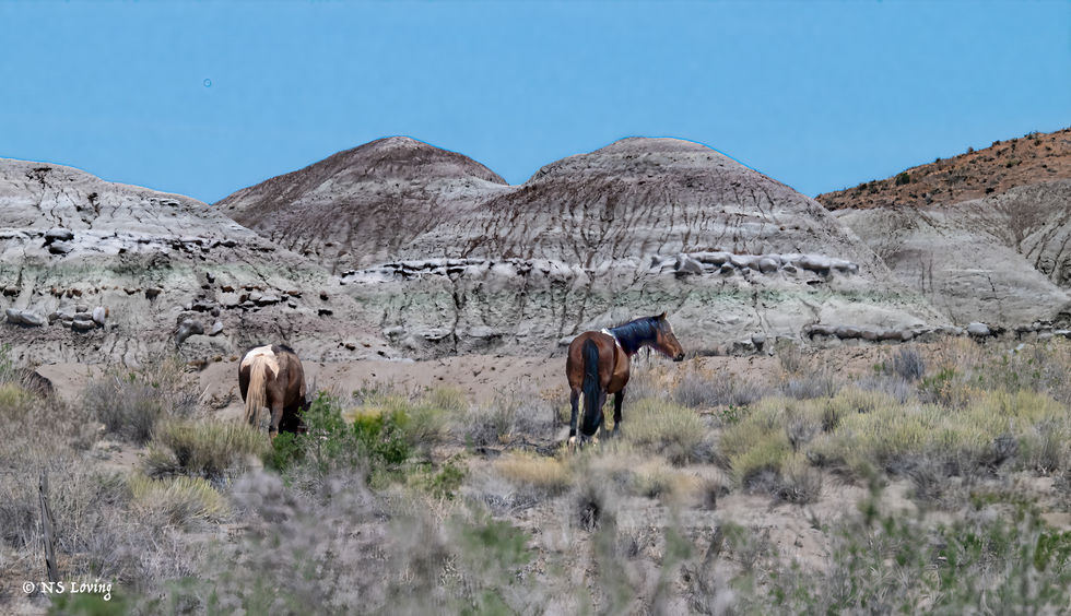 Wild horses near Ouray WR, Utah