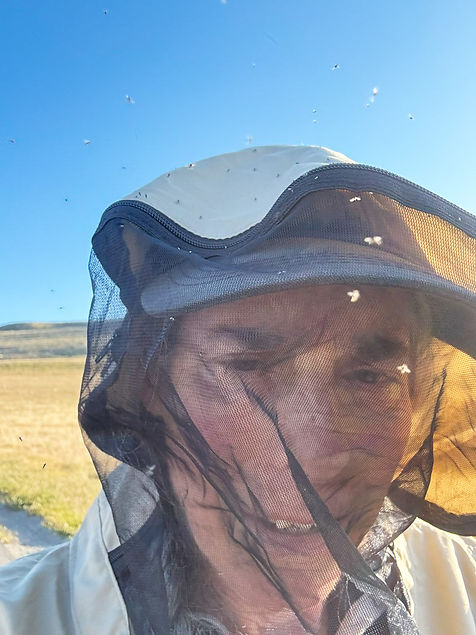 Mosquito and gnat attack in moments.jpg