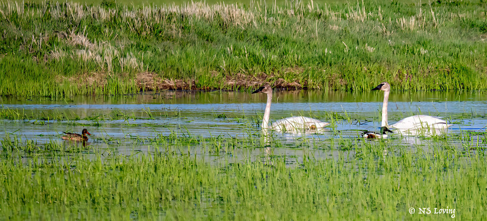Trumpeter swans and shoveler ducks