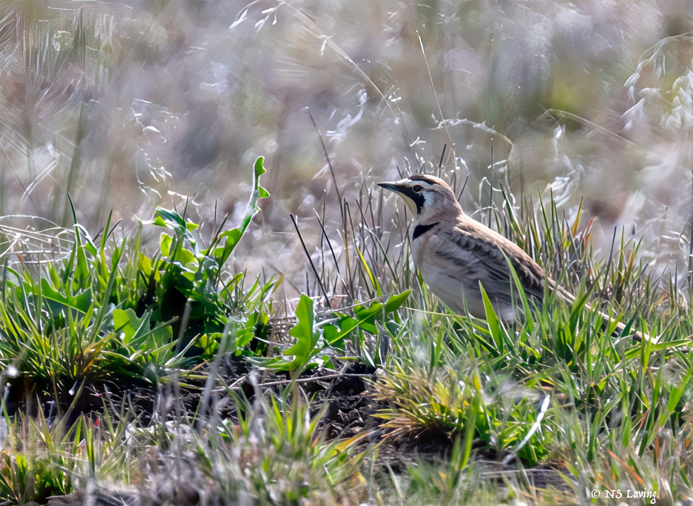 Horned lark at Malheurn WR