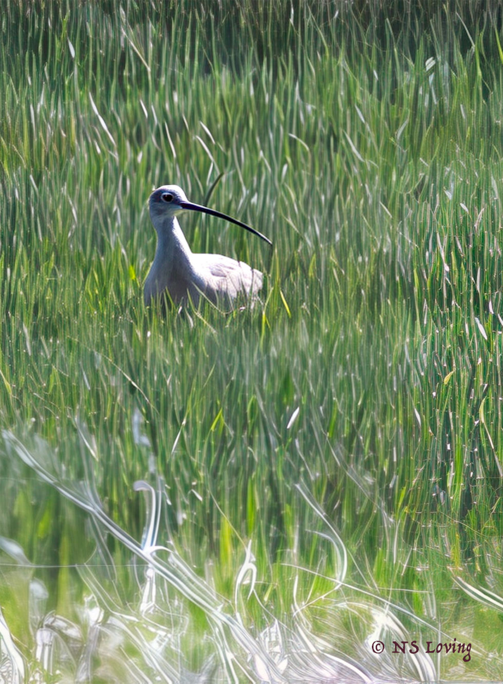 Yellowlegs MWR