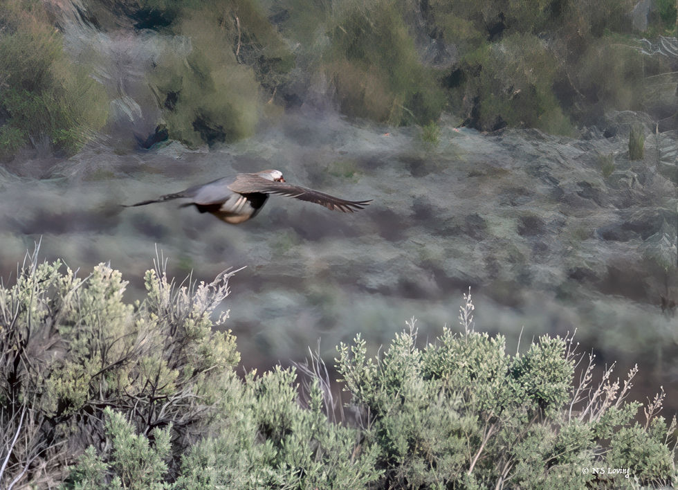 Sage grouse at Diamond Craters Or