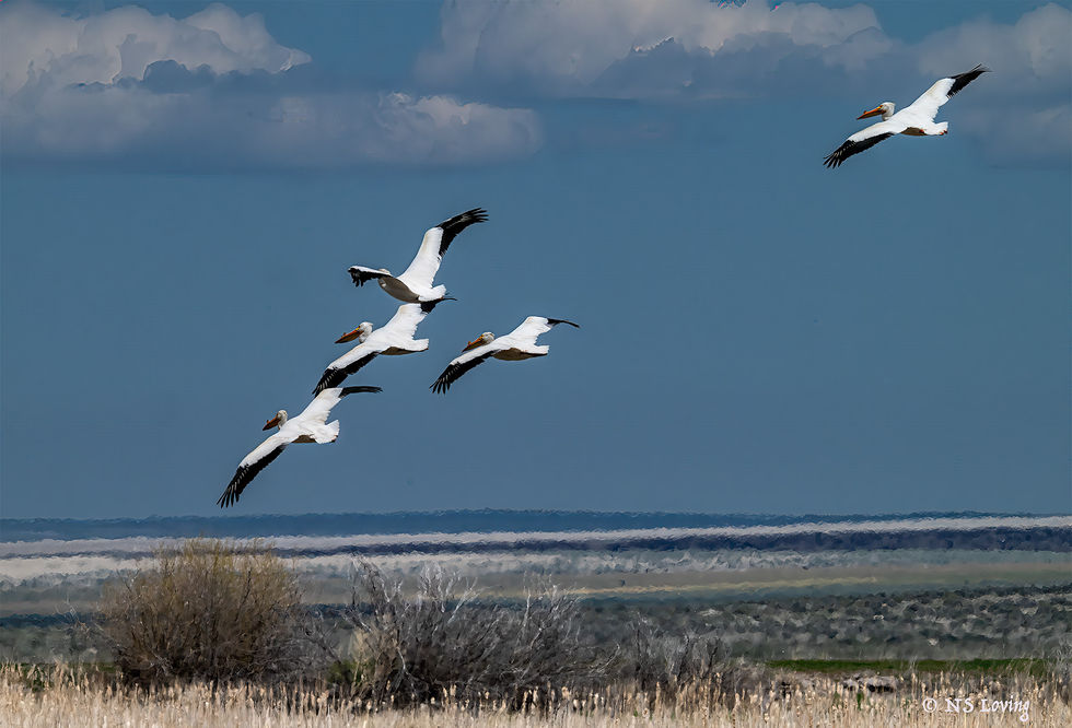White pelicans Malheur WR