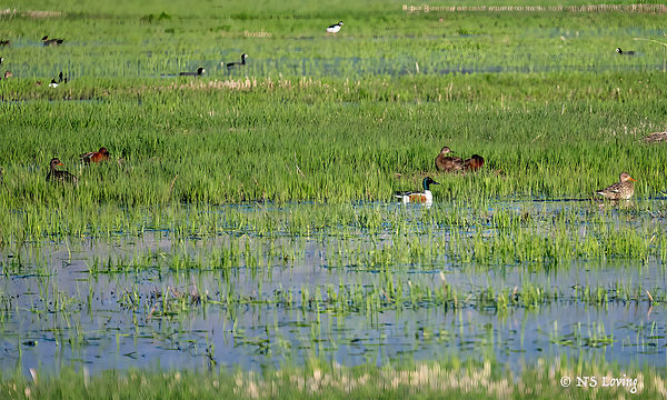 Shovelers and Teal at Malheurn WR DSC_3512-1-1.jpg