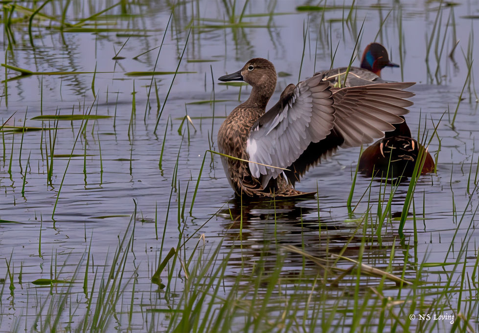 Duck wing stretch