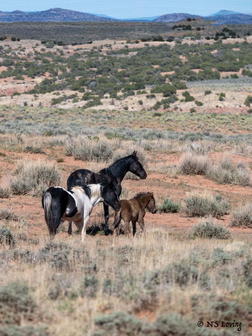 Wild Horses near Fantasy Canyon DSC_5127-1