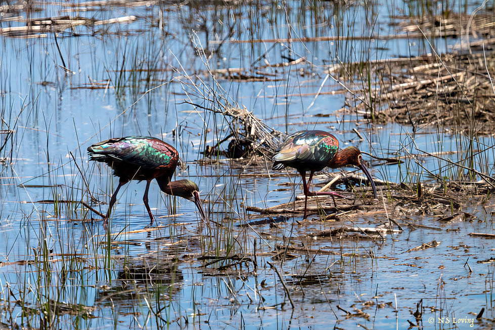 White-faced Ibis