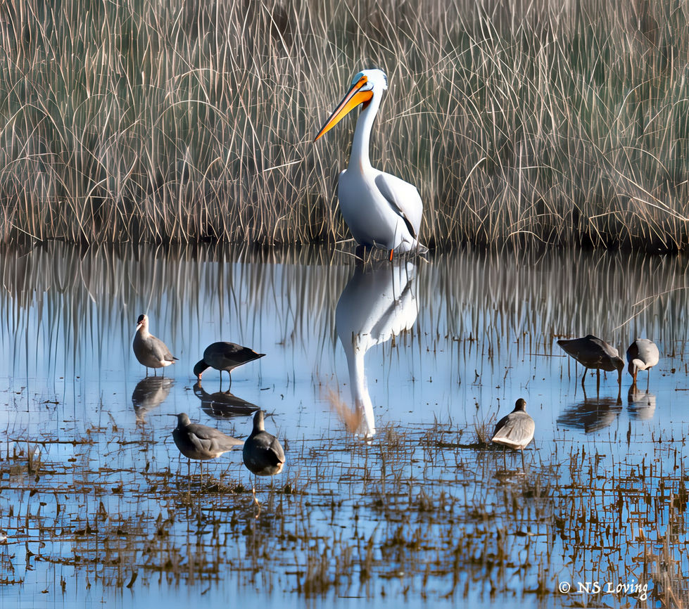 Pelican at Pelican Lake Utah