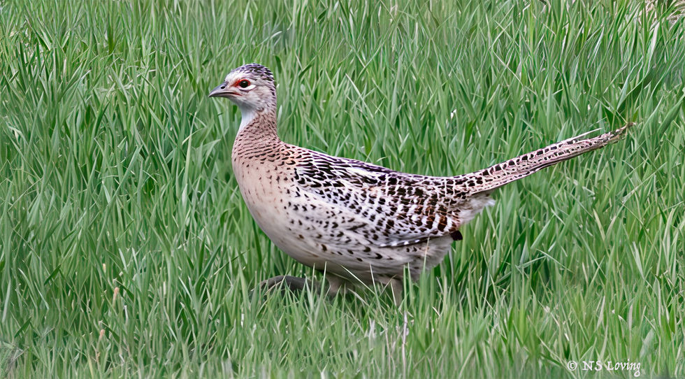 Pheasant female