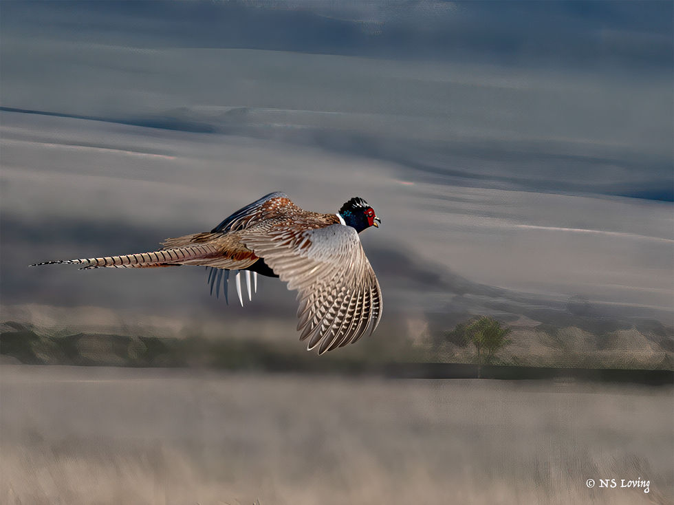 Pheasant male in flight