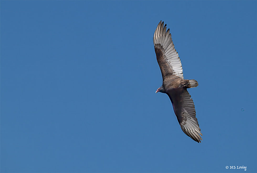 Vulture sgn