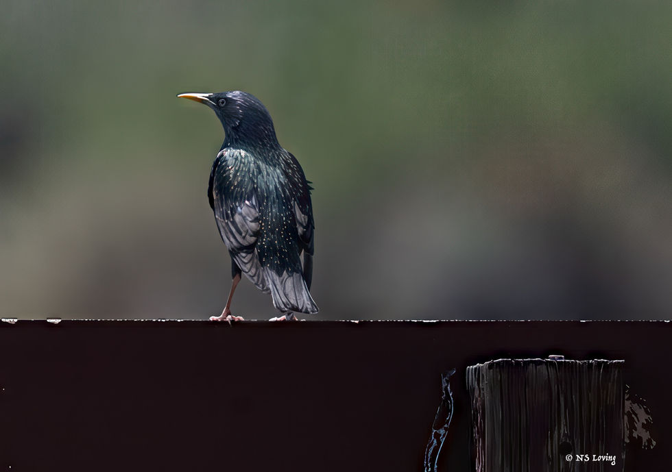 Starling