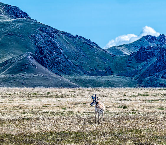 Antelope at Antelope Island DSC_4384-1.jpg