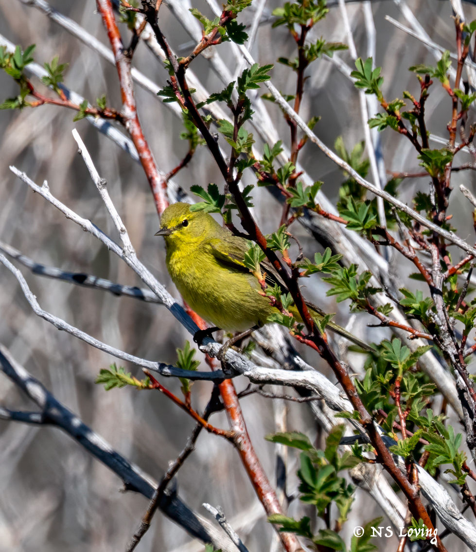 Orange-crowned warbler