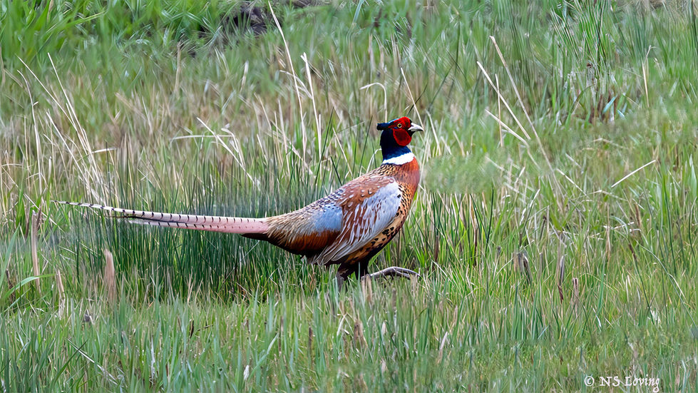 Pheasant male