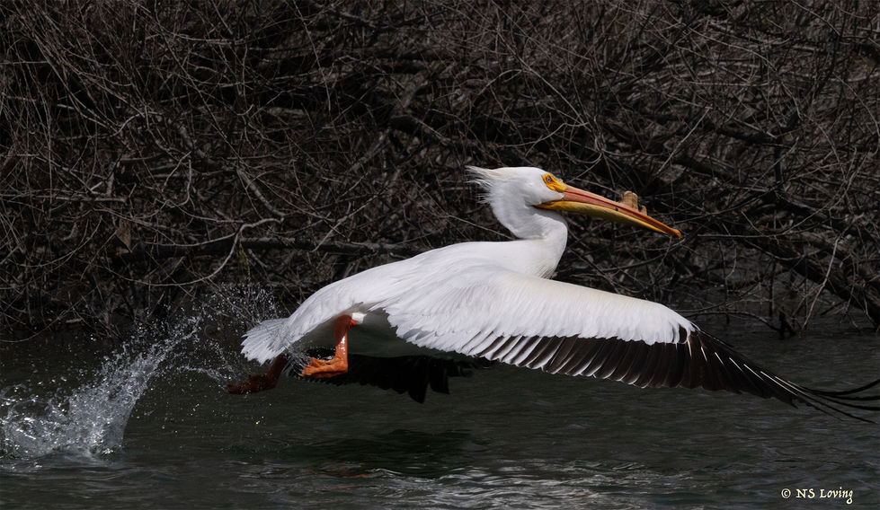 White pelican Clear Lake sgn
