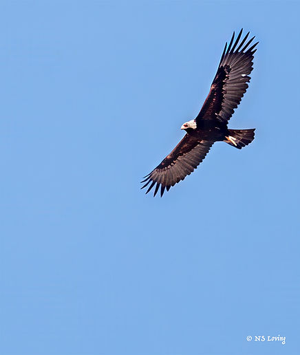 Bald eagle juvenile DSC_4827-1.jpg