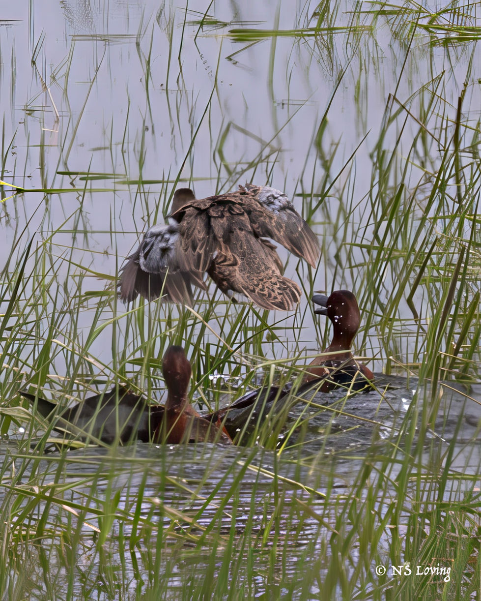 Duck skirmish