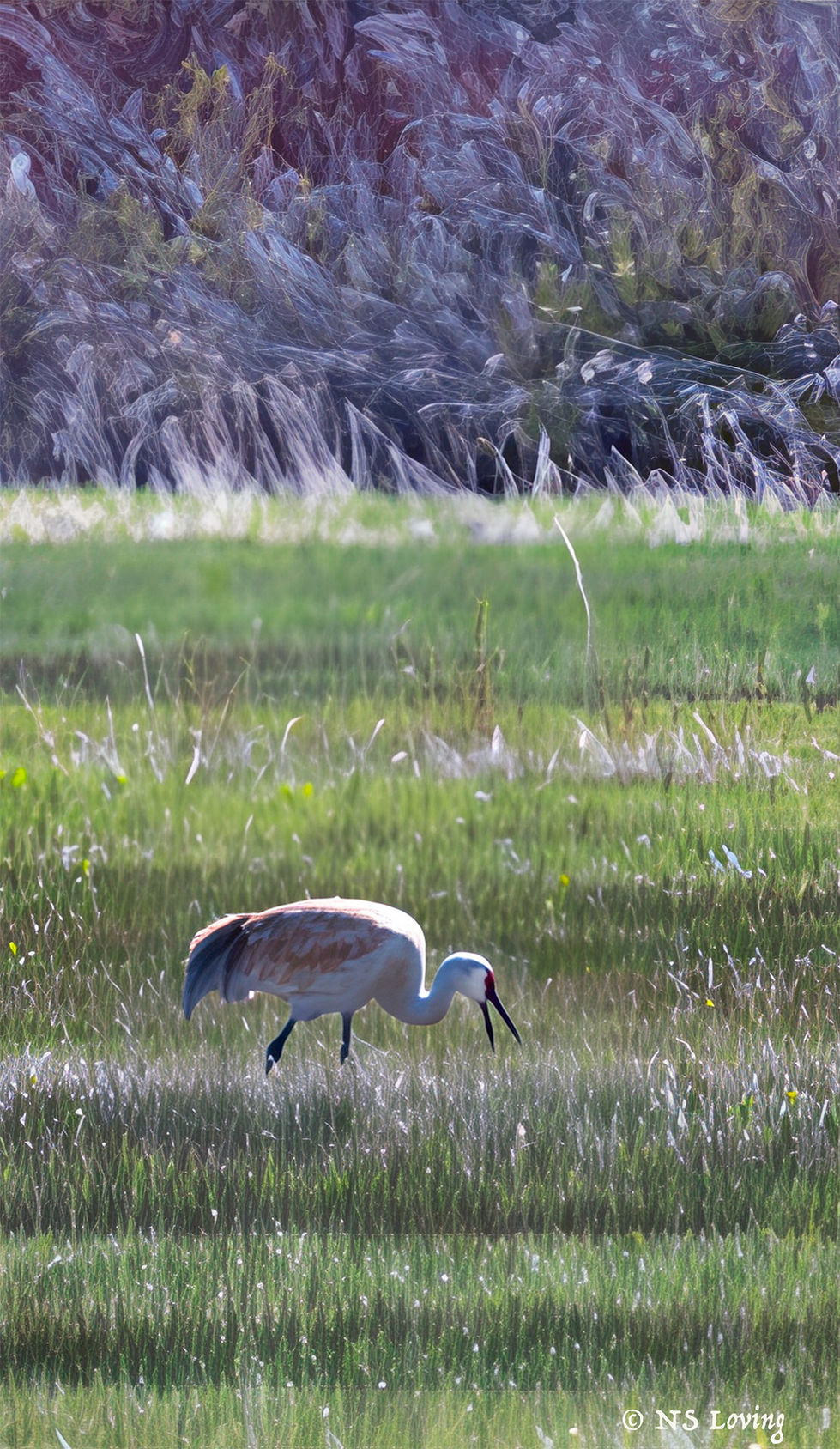Sandhill crane in MWR