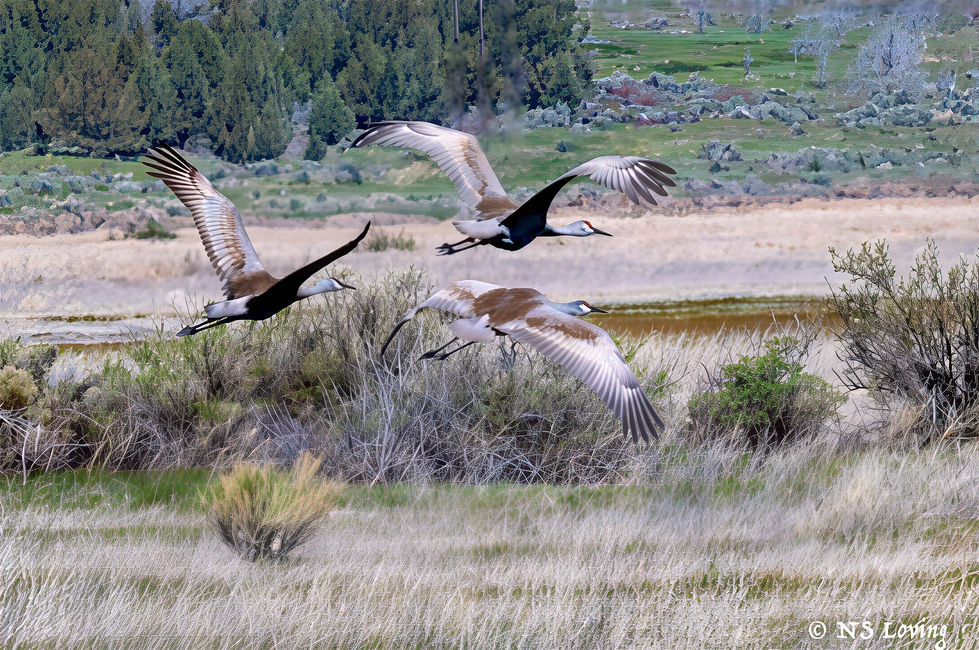 Sandhill cranes MWR