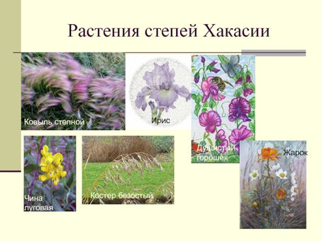 Цветы Хакасии