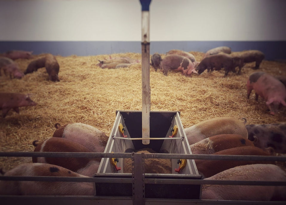 Unsere Schweine im Stroh