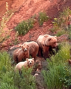 Grizzly bears Naknek, AK