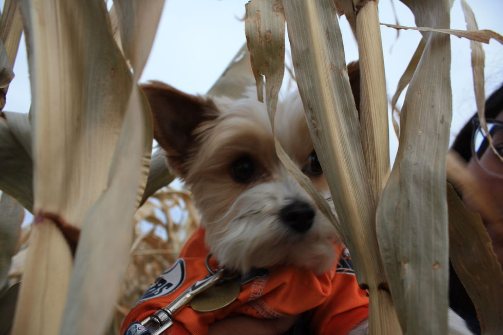 ITWP2024-Edmontoncornmaze-6