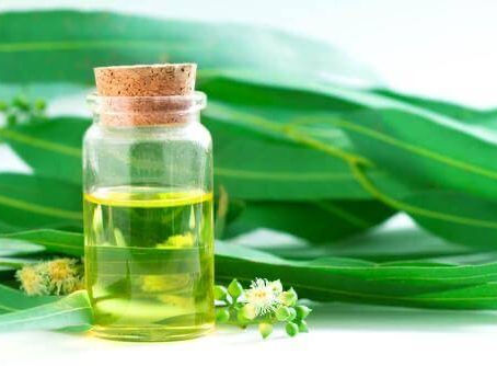 Έλαιο ευκάλυπτου: Aνακαλύψτε το οφέλη του για την υγεία, την ομορφιά και την ευεξία