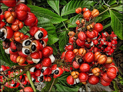 GUARANA
