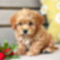 cavoodle puppy ligter colour.jpg