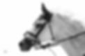 Gray horse edit.jpg