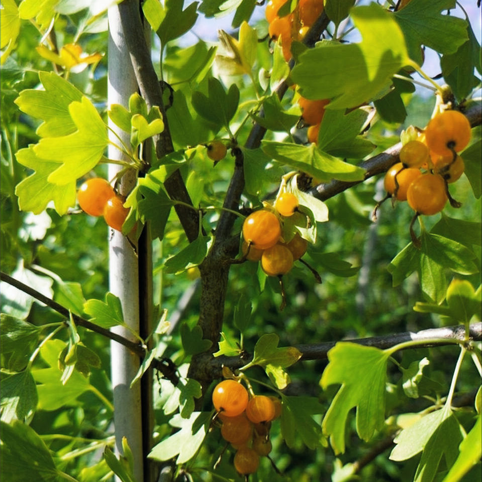 Miniaturbild: Ribes odoratum "Giselle" - Missouri-Johannisbeere