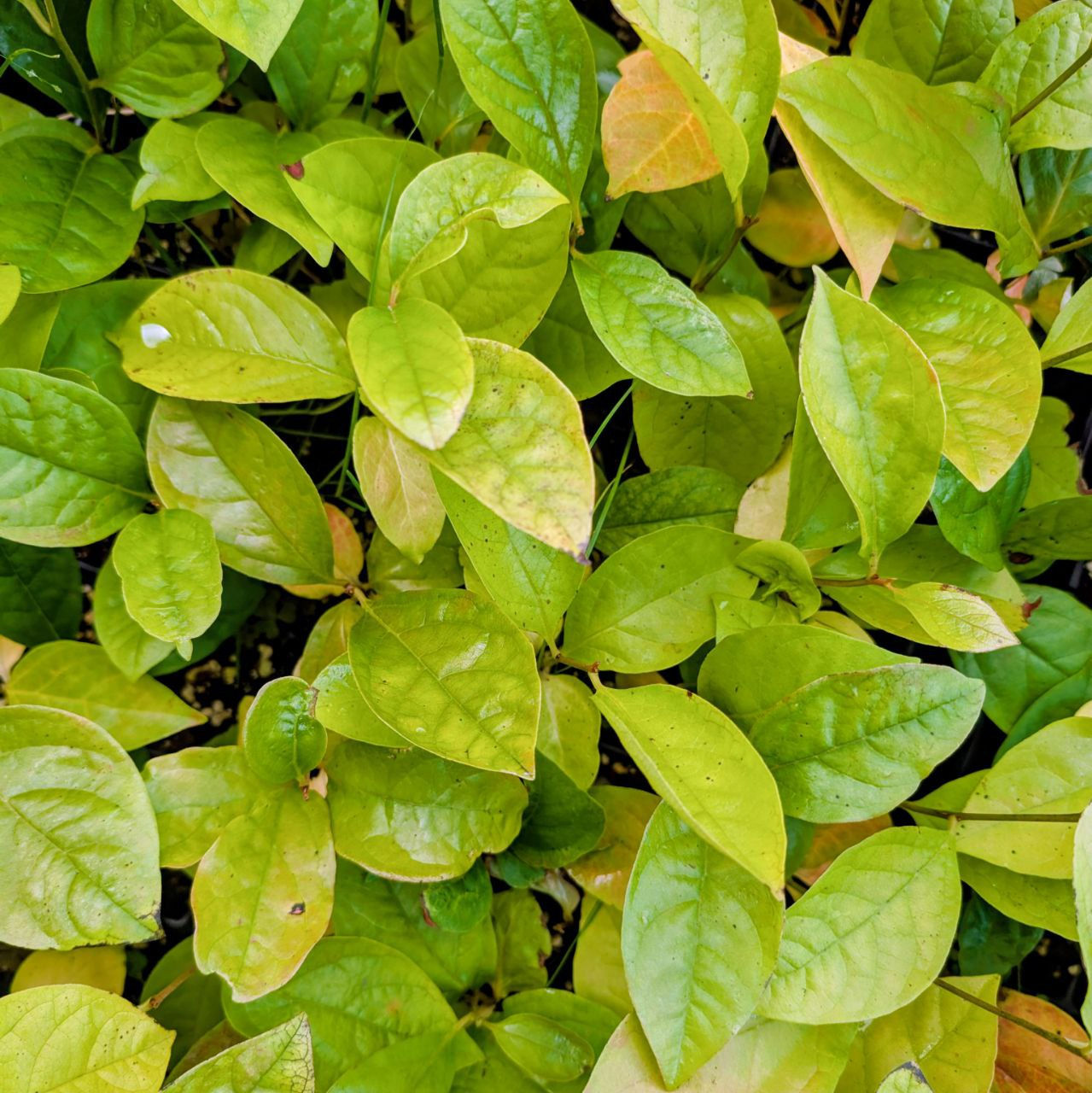 Diospyros kaki "Tianmi" Plant