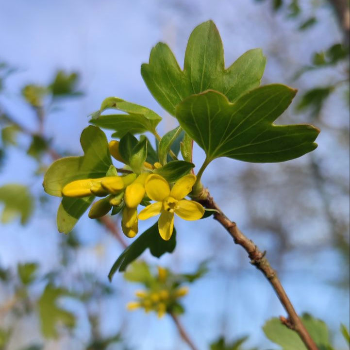 Miniaturbild: Ribes odoratum "Giselle" - Missouri-Johannisbeere
