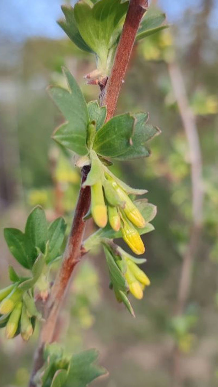 Miniaturbild: Ribes aureum "Krupnoplodnaja Uzbekistana" - Gold-Johannisbeere