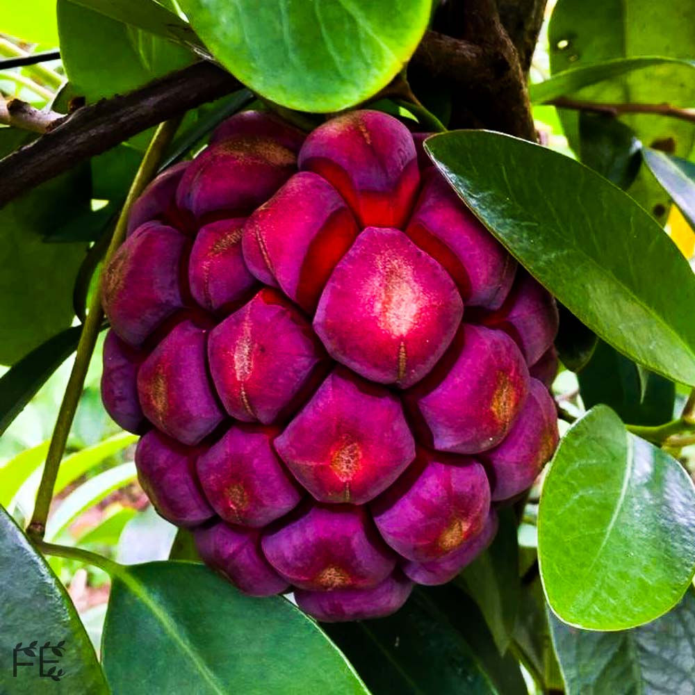 Kadsura coccinea "Xinghong Shanmai" (Saatgut)