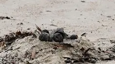 Mystery of Sticky Black Balls on Sydney Beaches Solved: Sewage Spill Containing Cooking Oil, Chemicals, and Drugs