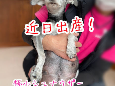 極小ミニチュアシュナウザー近々出産予定!