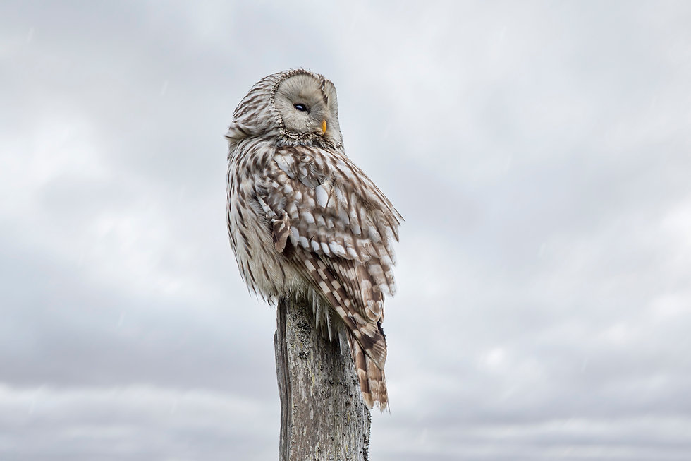 Owl-2021.jpeg