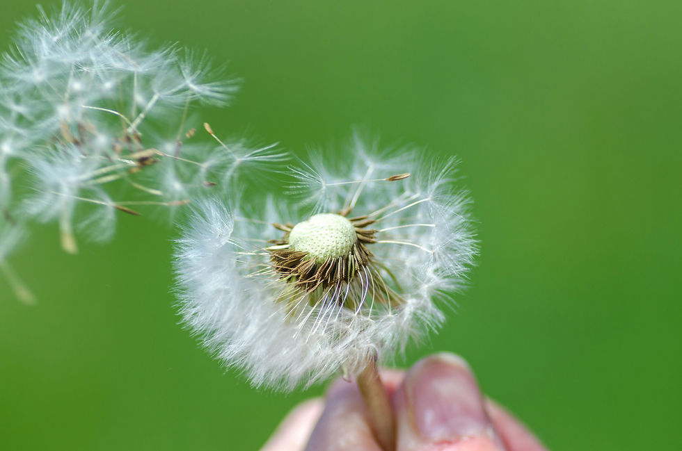 ALLERGIES & DERMATOLOGY IN CLASSICAL CHINESE MEDICINE