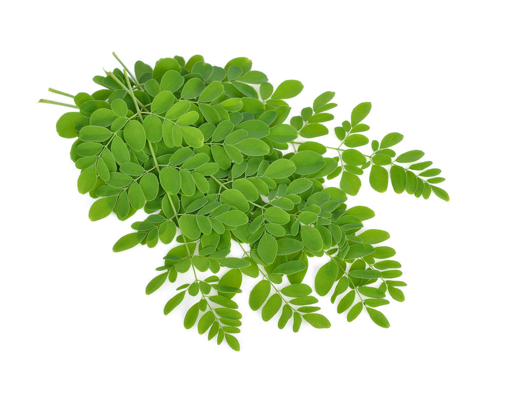 മുരിങ്ങയില - Moringa Leaves