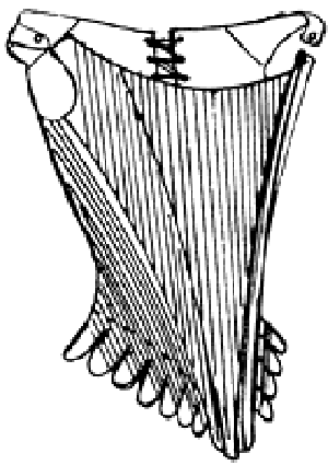 corsetto 1600