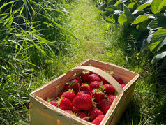 Minnesota U-Pick Farms