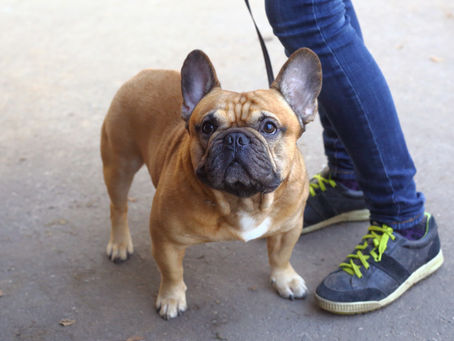 Why Hire a Daily Dog Walker?