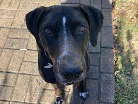 Enjoying Summer Strolls: A Guide to Walking Dogs in the Heat